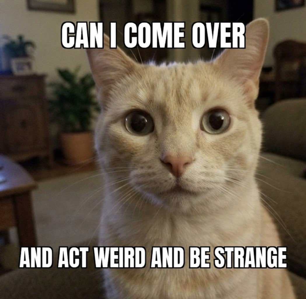 sillymeow4u's tweet photo. https://t.co/GxoU1EWK9F