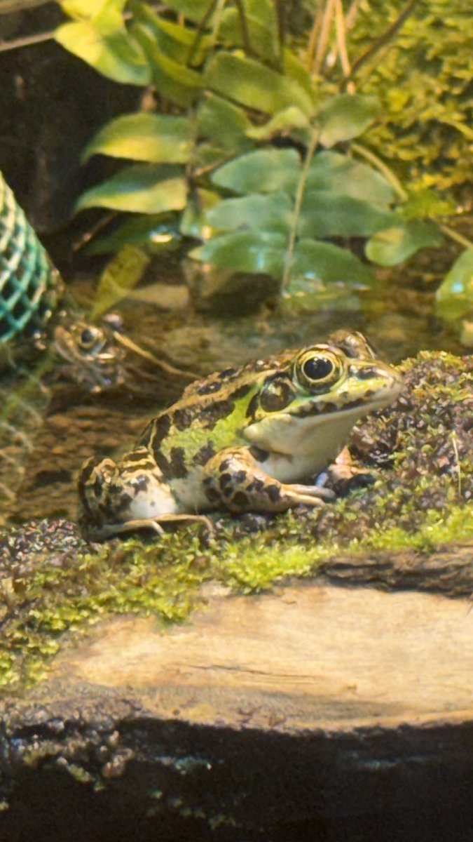UenoZooGardens's tweet photo. おはようございます。  
上野動物園の開園をお知らせします。    

#トウキョウダルマガエル
#上野動物園 https://t.co/cv4897Occd