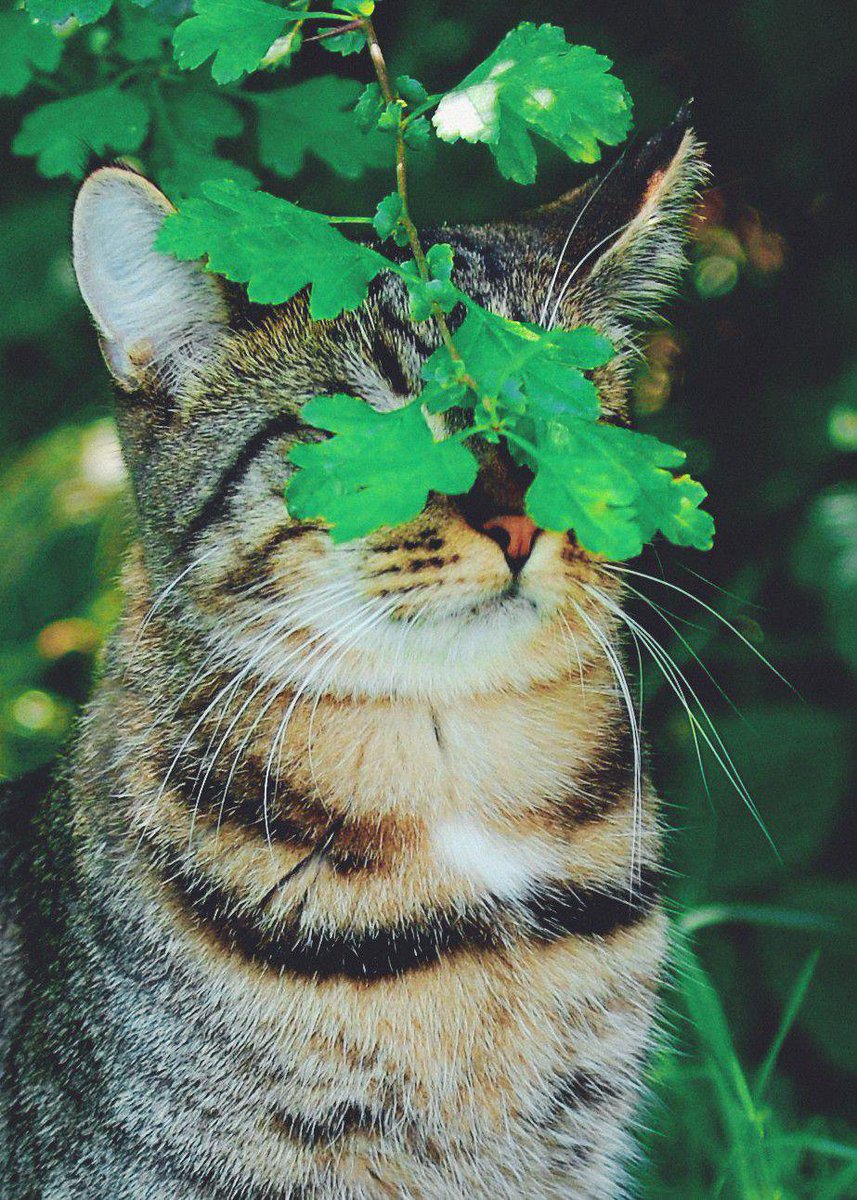 amfine_68's tweet photo. ทักทายตอนค่ำ มืดไวจังวันนี้ 

#แมวสลิด #cat https://t.co/cqr9b9U1gD