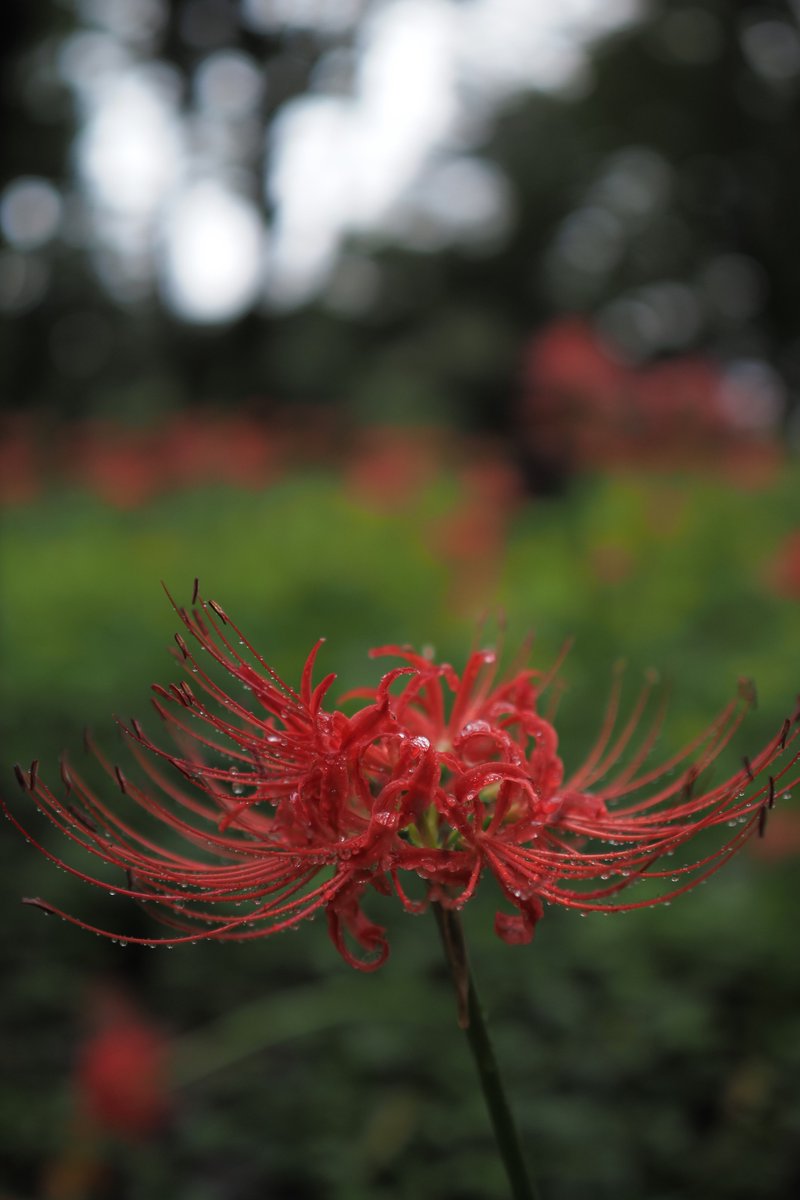 yasupiro13's tweet photo. 雨の日の公園
きれいな彼岸花が見れてうっとり
OM-5 / 20mmF1.4PRO, 12-45F4.0PRO https://t.co/RlFbhAb79X