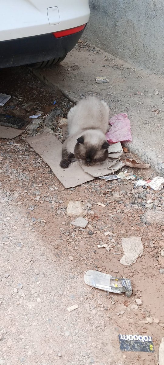 kedilernilknuru's tweet photo. Daha geçen hafta sokakta aniden belirmişti, bellliki birisi bu çocuğu sokağa atmış.
Sokak şartlarına fazla dayanamadı, araba mı çarptı yada başına ne geldiğini bilmiyorum ama başını tutamıyor bu çocuk. Bellliki bir darbe almış.
Veterinere götürebilmek için destek rica ediyorum. https://t.co/sXHB26OGMS