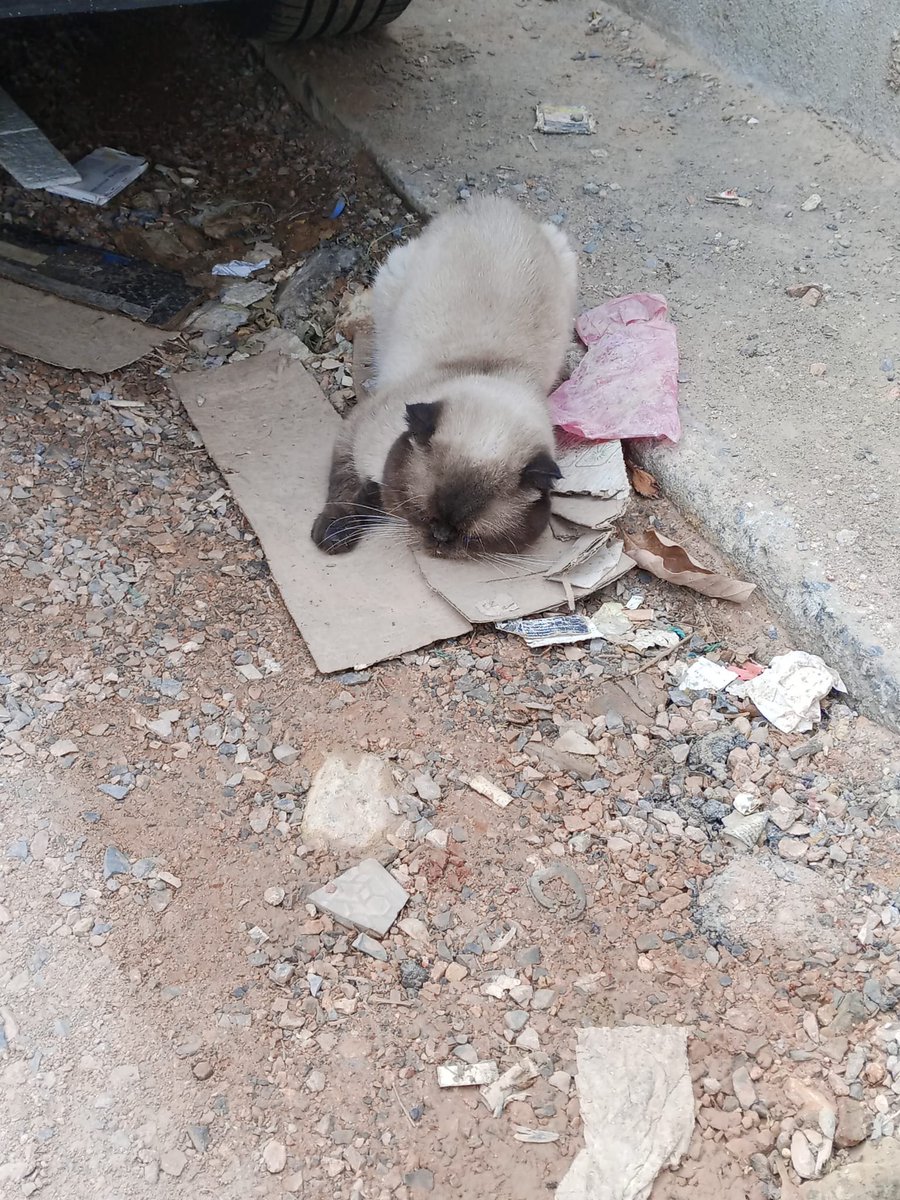 kedilernilknuru's tweet photo. Daha geçen hafta sokakta aniden belirmişti, bellliki birisi bu çocuğu sokağa atmış.
Sokak şartlarına fazla dayanamadı, araba mı çarptı yada başına ne geldiğini bilmiyorum ama başını tutamıyor bu çocuk. Bellliki bir darbe almış.
Veterinere götürebilmek için destek rica ediyorum. https://t.co/sXHB26OGMS