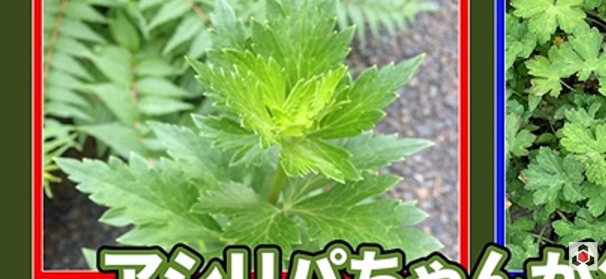 dpporishio's tweet photo. よもぎにしかみえない！ https://t.co/OKPSByMpSb