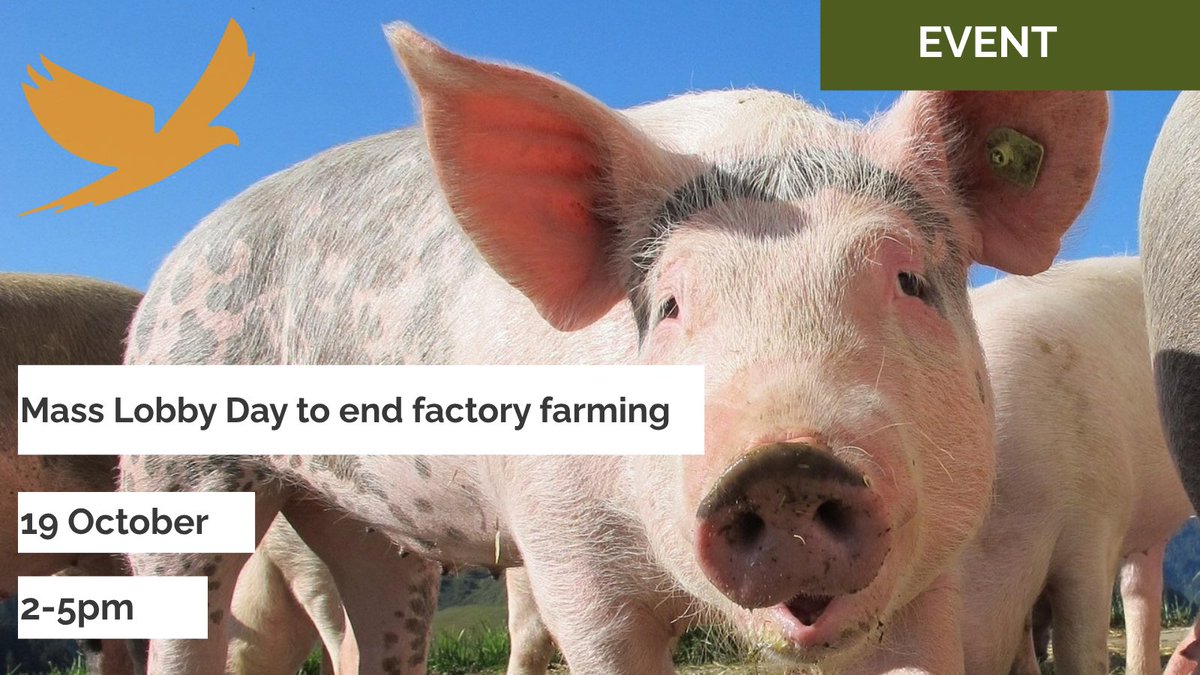ALAWAnimalLaw's tweet photo. 🐷 On 19 October, Foodrise and others will hold a Mass Lobby Day at UK Parliament calling for an end to factory farming.
Campaigners will meet MPs to discuss animal welfare, environmental and community impacts.
📍 Westminster
⏰ 2–5pm
🔗 https://t.co/7SSjXISLLb
#FactoryFarming https://t.co/J7ka4R6zyi