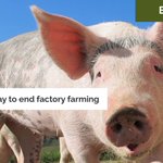 Photo by UK Centre for Animal Law (A-Law) (@ALAWAnimalLaw)