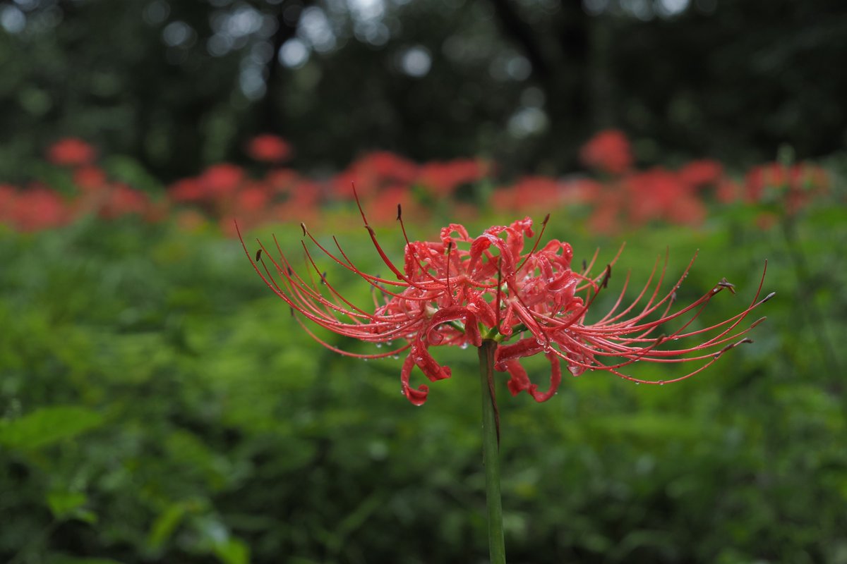yasupiro13's tweet photo. 雨の日の公園
きれいな彼岸花が見れてうっとり
OM-5 / 20mmF1.4PRO, 12-45F4.0PRO https://t.co/RlFbhAb79X