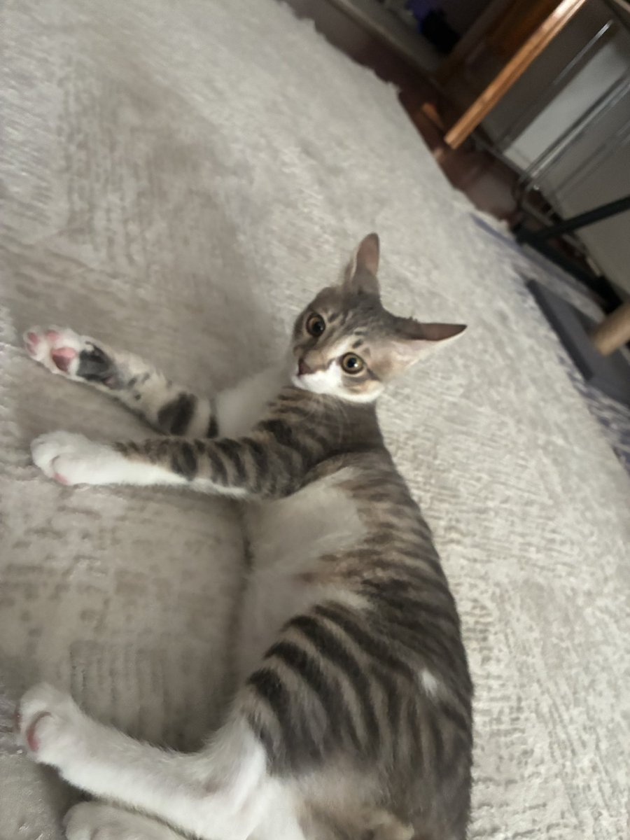 PeSimiSTanbluee's tweet photo. Cumartesi keyfi yapıyor olips 😻

#Cumartesi https://t.co/DhTnIzBy6i