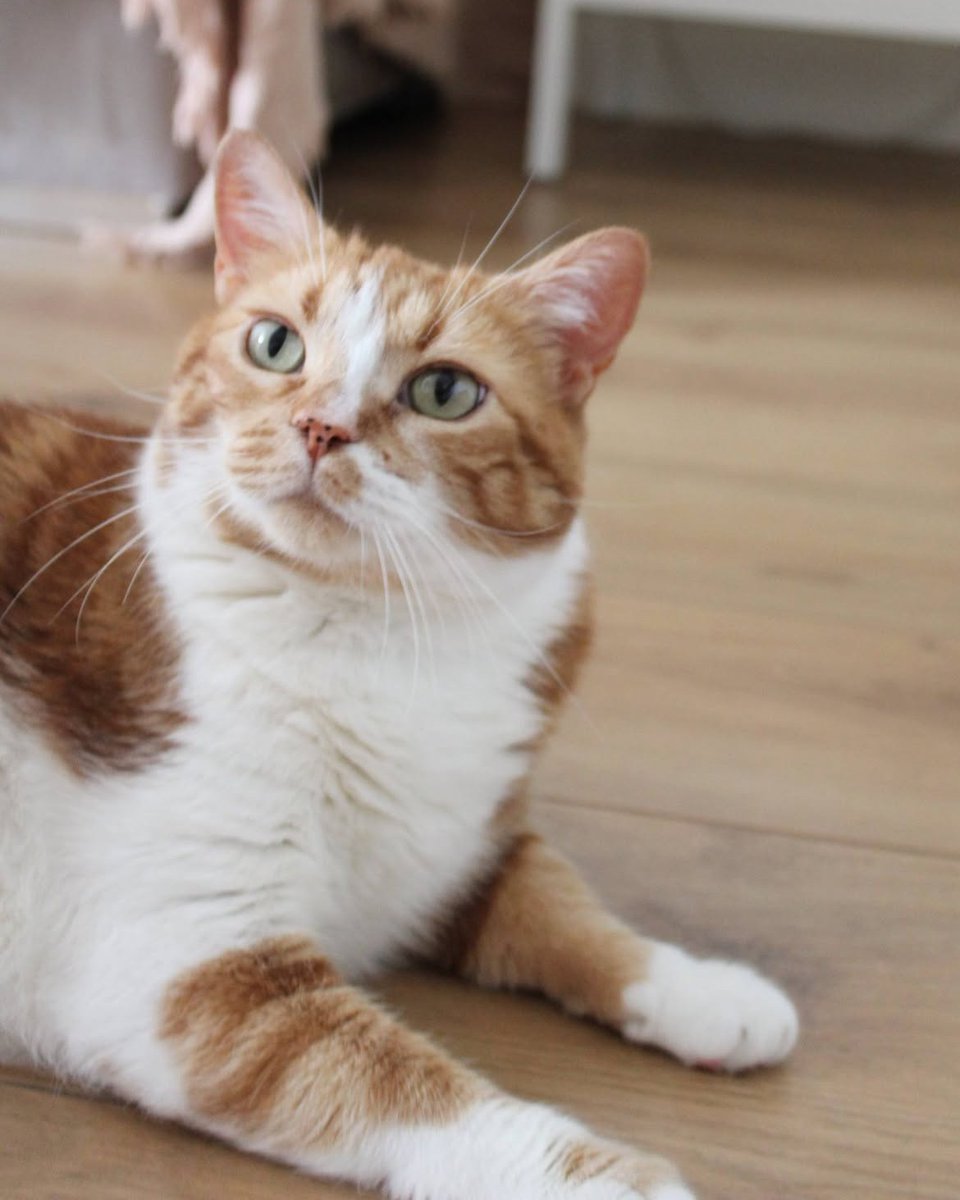 SosAbuelos1's tweet photo. #MADRID
Esta gatita de 7 años busca un nuevo hogar

Cariñosa, limpia, zalamera. Le gustan la compañía y los mimitos. 

Está castrada, con chip, analíticas y todas sus vacunas al día. 
Con contrato de adopción.

Pref. zona de Alcalá de Henares o alrededores.
WhatsApp 625494450 https://t.co/FaeSM9kgMZ