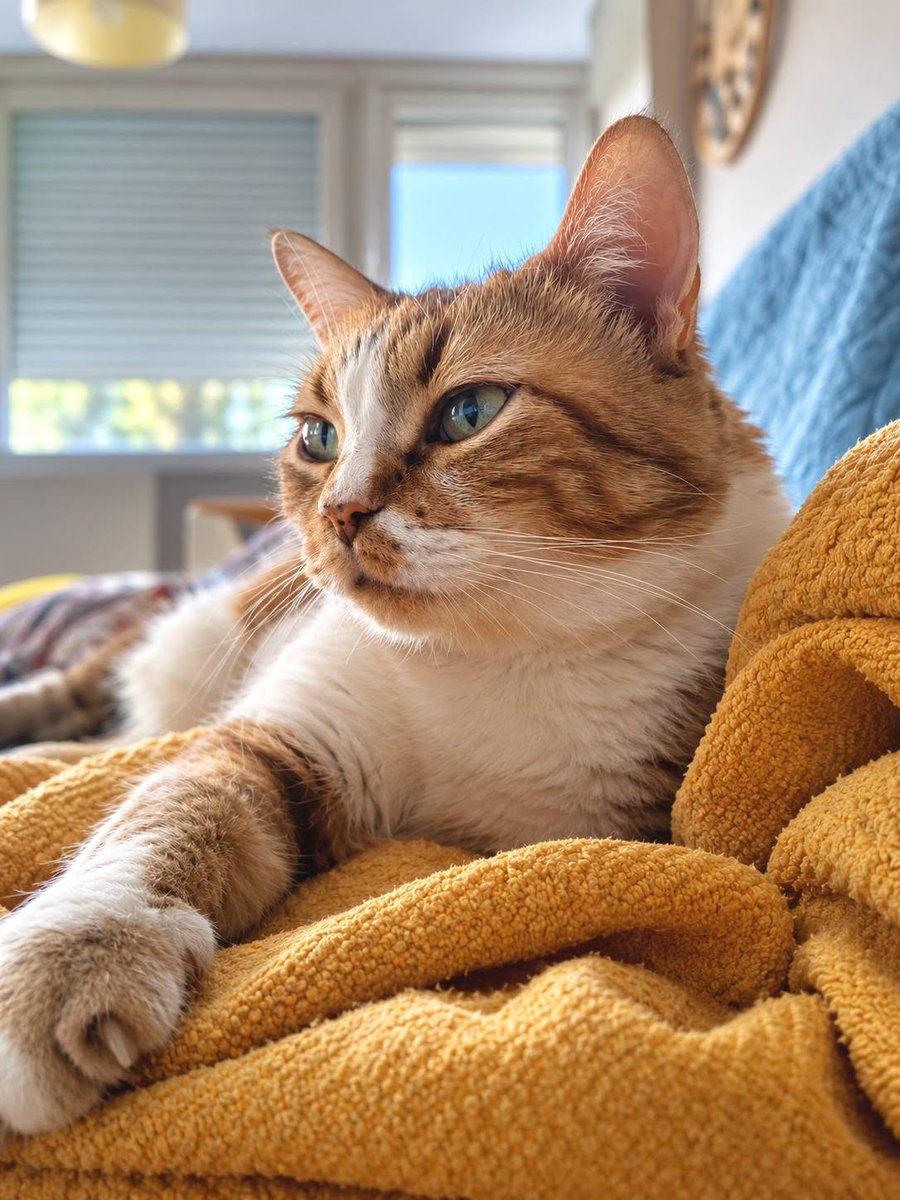 SosAbuelos1's tweet photo. #MADRID
Esta gatita de 7 años busca un nuevo hogar

Cariñosa, limpia, zalamera. Le gustan la compañía y los mimitos. 

Está castrada, con chip, analíticas y todas sus vacunas al día. 
Con contrato de adopción.

Pref. zona de Alcalá de Henares o alrededores.
WhatsApp 625494450 https://t.co/FaeSM9kgMZ
