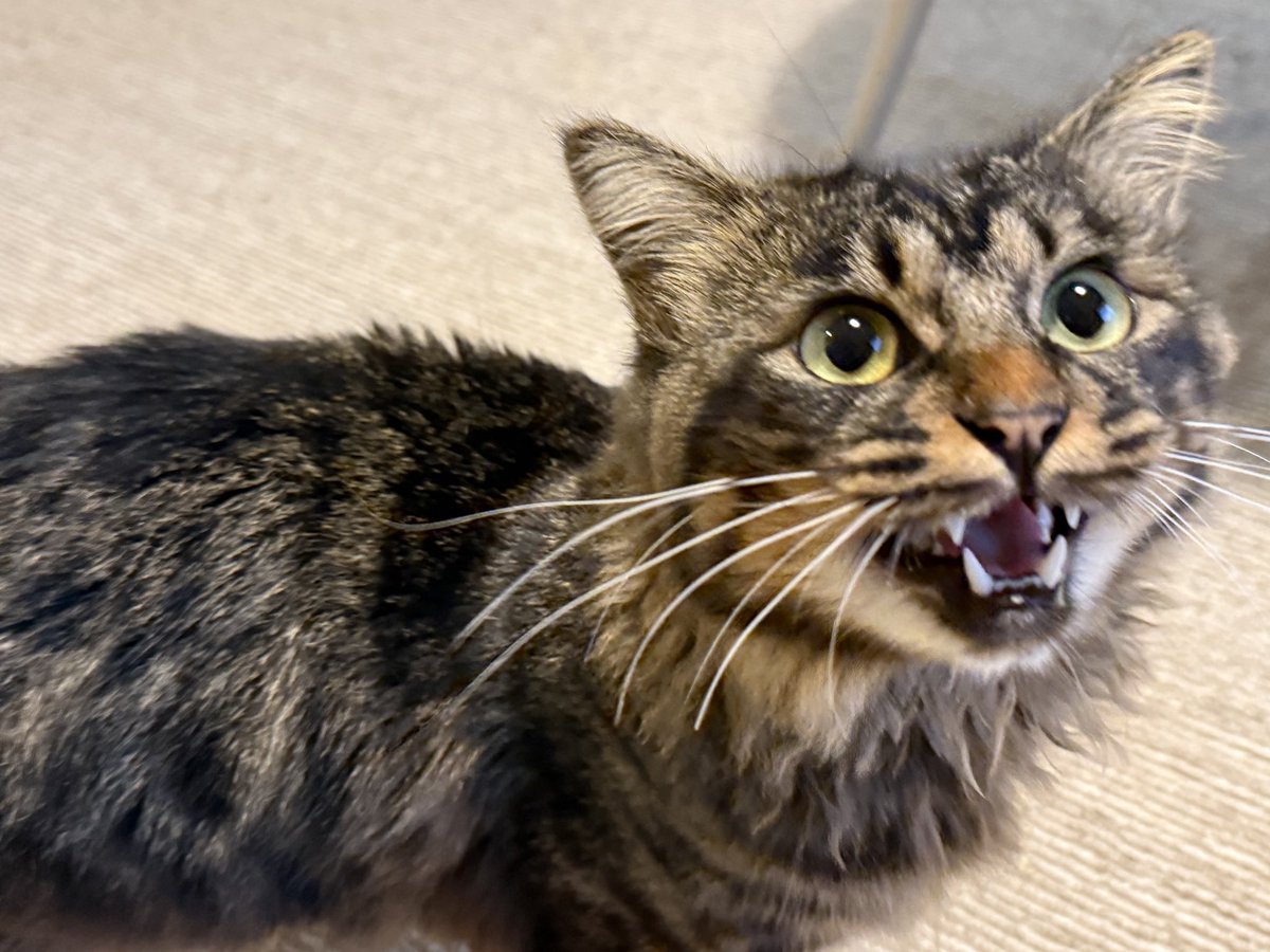 posge's tweet photo. 雨の1日☔猫たちからはパパお家で一緒に過ごそうよー🥰一方でYUZUからはいつお外いくの？…🐕完全に板挟みです☺️毎日行っている収穫→搾汁の作業は、3コンテナ（30房くらい）収穫すると5Lの果汁が出来るって感じです🍇これが最近の私のルーティーンになっています💪🏼 https://t.co/qzLV2hmbkw