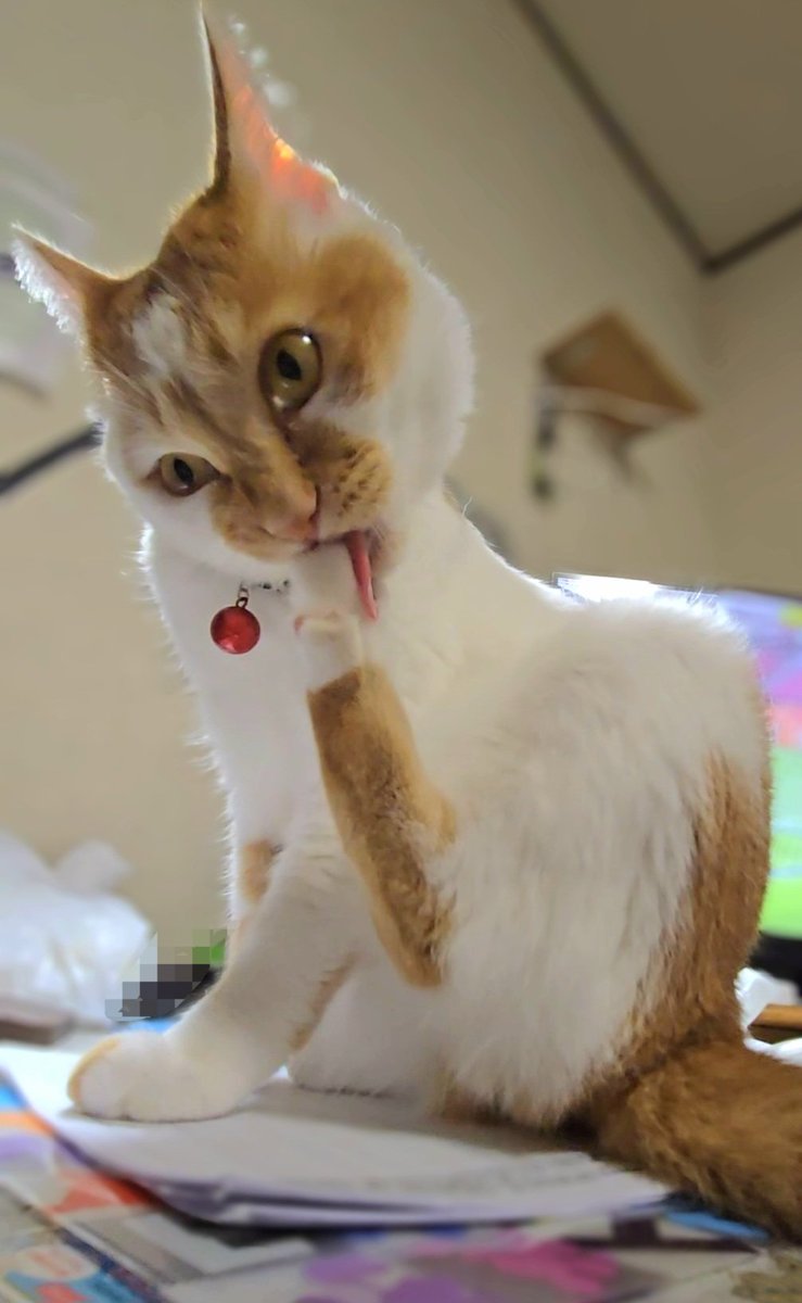 YOUTTY615's tweet photo. 【書類をまとめたいんだけども🐈️】

#保護猫 #猫好きさんと繋がりたい
#猫 #猫あるある #フォト https://t.co/QqA2C36tLe