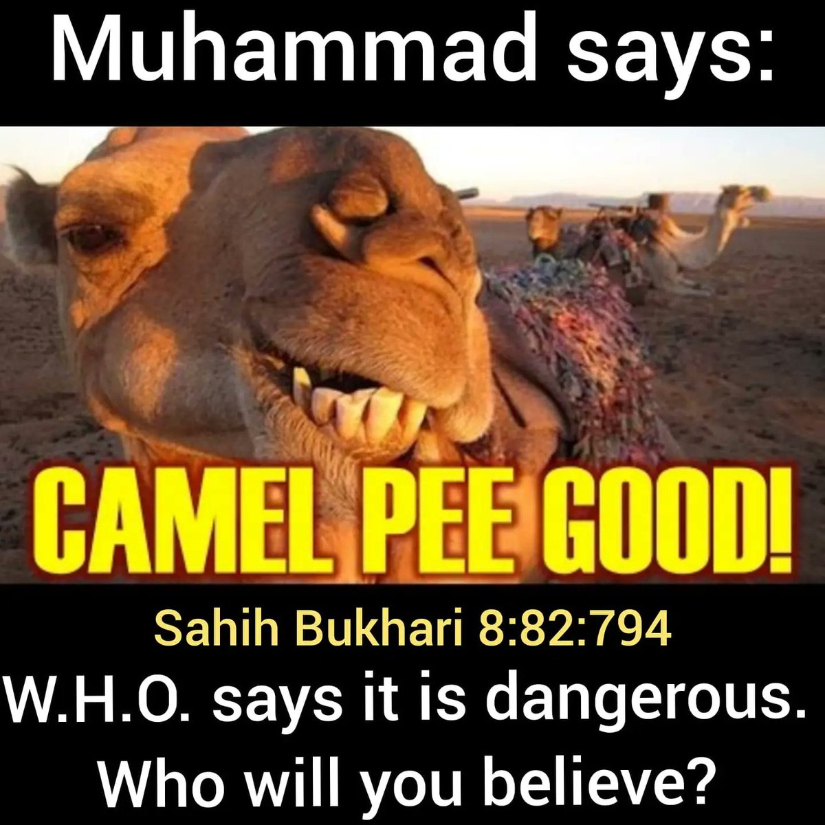 ShivAndTonic's tweet photo. @5Pillarsuk Drink some camel piss and chill https://t.co/MqV3P7nNCh