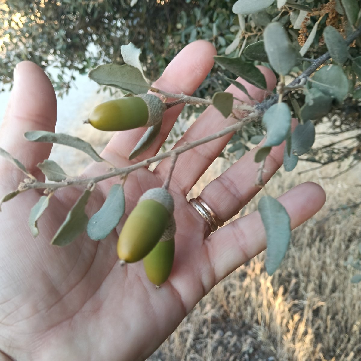 contadordekm's tweet photo. A todos los que os queráis del precio excesivo del aceite de oliva, ahora en octubre comienza la temporada de recogida de aceituna, por si queréis venir a echar una mano a varear. Para que aprendáis lo que valen las cosas. https://t.co/WPIFzYhbC1