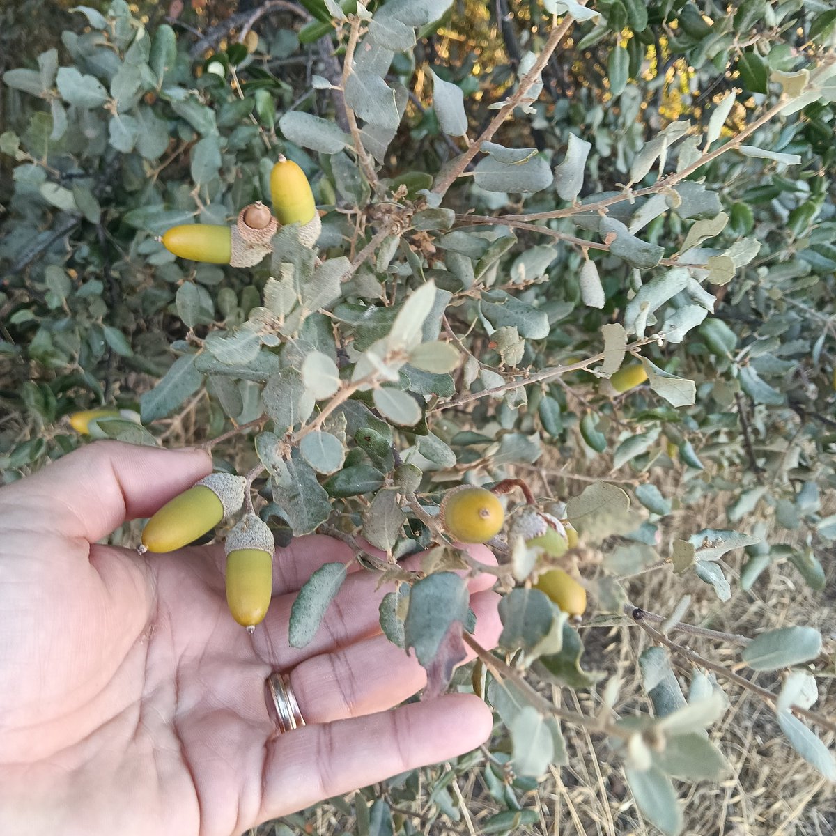 contadordekm's tweet photo. A todos los que os queráis del precio excesivo del aceite de oliva, ahora en octubre comienza la temporada de recogida de aceituna, por si queréis venir a echar una mano a varear. Para que aprendáis lo que valen las cosas. https://t.co/WPIFzYhbC1