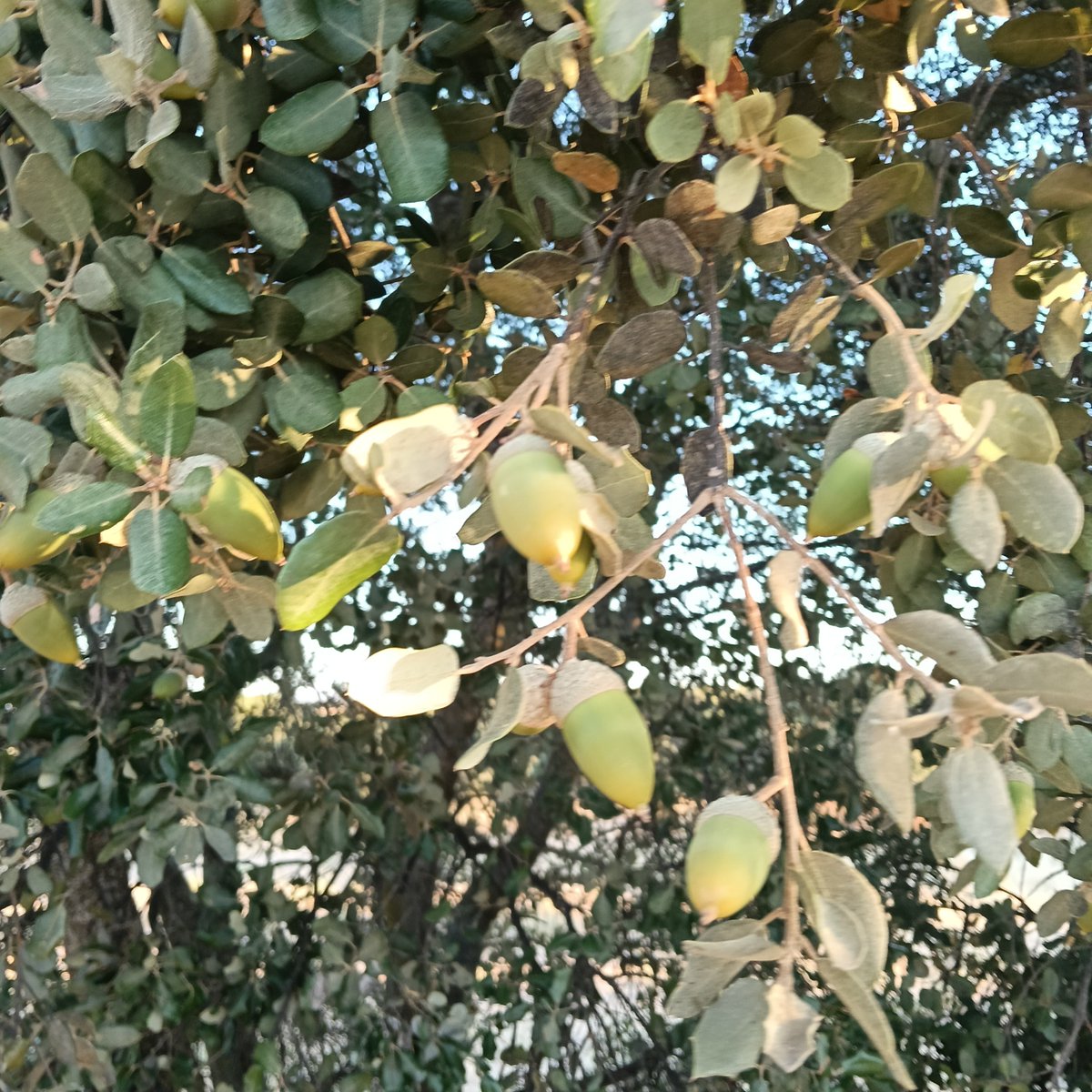 contadordekm's tweet photo. A todos los que os queráis del precio excesivo del aceite de oliva, ahora en octubre comienza la temporada de recogida de aceituna, por si queréis venir a echar una mano a varear. Para que aprendáis lo que valen las cosas. https://t.co/WPIFzYhbC1