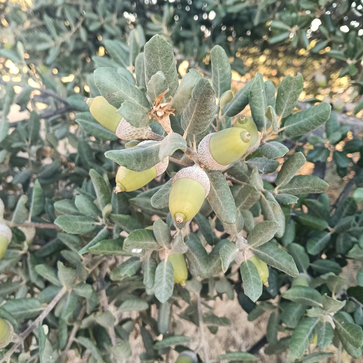 contadordekm's tweet photo. A todos los que os queráis del precio excesivo del aceite de oliva, ahora en octubre comienza la temporada de recogida de aceituna, por si queréis venir a echar una mano a varear. Para que aprendáis lo que valen las cosas. https://t.co/WPIFzYhbC1