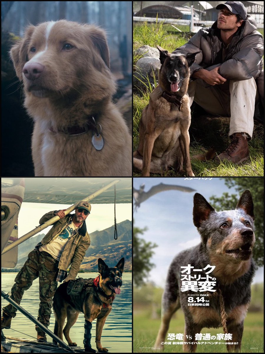 miko_kandora's tweet photo. 今年は犬映画の一年だなぁ…『グッドボーイ』インディ一択かと思いきや『オークストリートの異変』スターバック、『ラストサバイバー』ジャスパー、そして『ハートオブビースト』オーディン…どの作品も飼い主を必死に守るという役柄だけど、細かく見るとそれぞれの個性がしっかり描かれていて泣ける。 https://t.co/jxdEP1cD2T