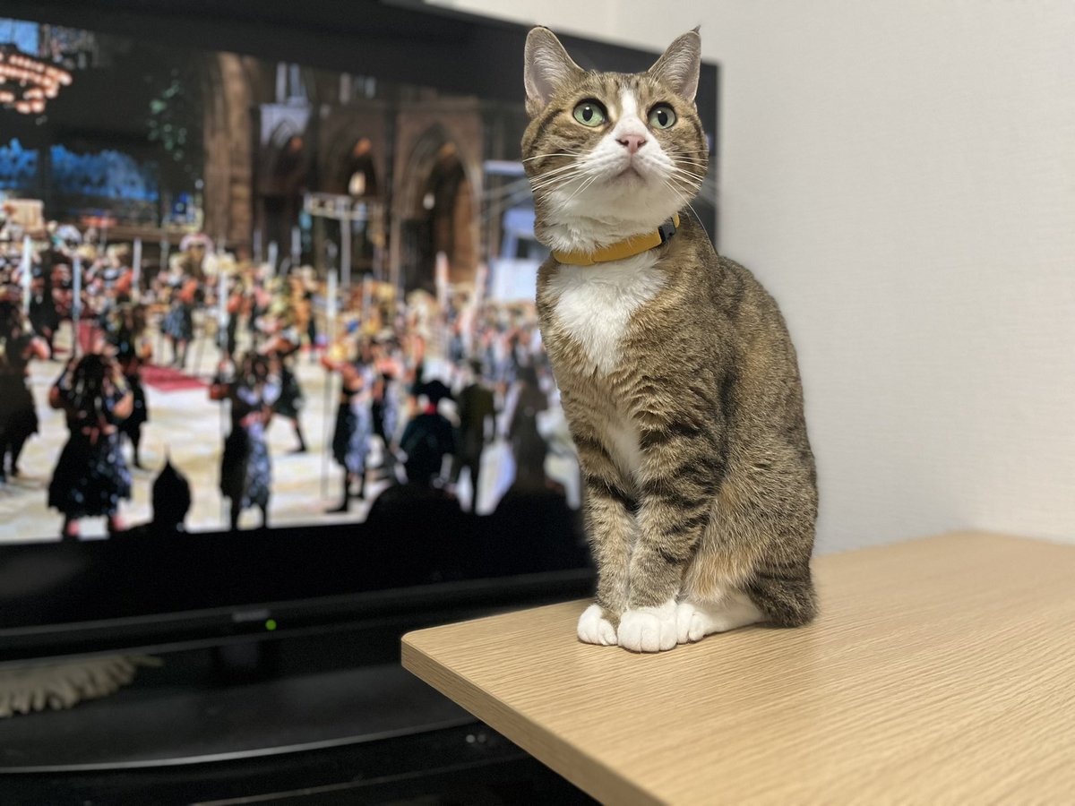 7toki634's tweet photo. #猫のいる暮らし https://t.co/Pjjyz4aWLB