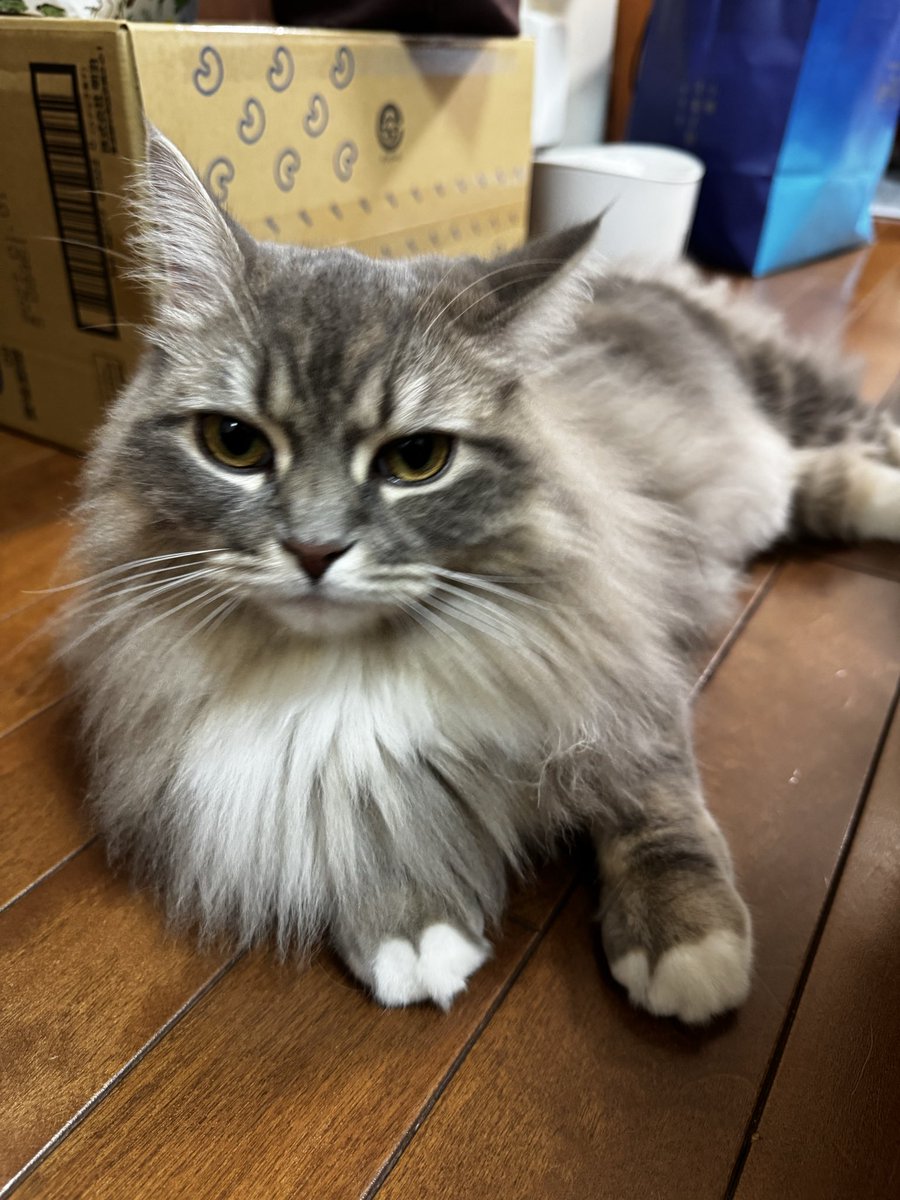 chimpan_riding's tweet photo. 1週間ぶりの猫 https://t.co/X8GnqaNEvS