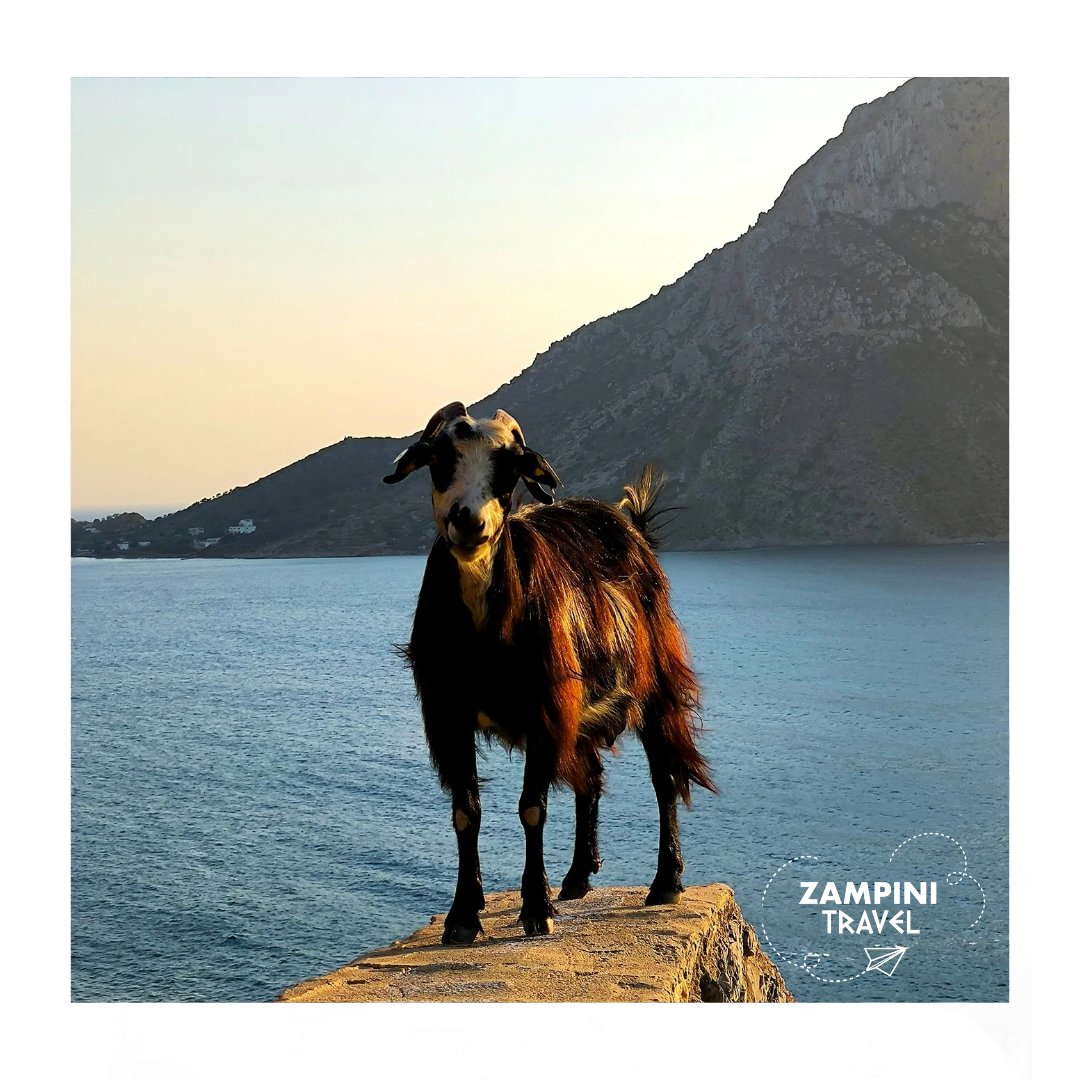massimozampini's tweet photo. Kalymnos, la vista su Telendos, il porto autentico, le spugne, le fuskes, le montagne: l'isola che non ha voglia (e bisogno) di ammiccare ai turisti...
Fotoreportage imperdibile su ZampiniTravel sapete dove. https://t.co/wL8XQYVKdv