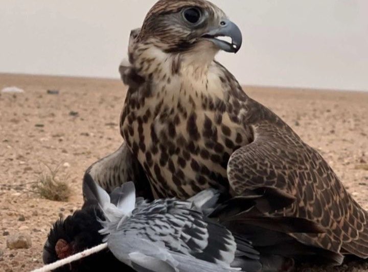s5o_iii's tweet photo. يا طير سلملي على من  نسوني
 سلام أبيض من حليب المصاغير

لي مده عنهم ولا عاد  جوني
 وارقب رسايلهم مع زاجل الطير

ناديهم بالصوت ما جاوبوني 
وانا عليهم قمت اسوق التباشير https://t.co/KUhLyxvk9Q