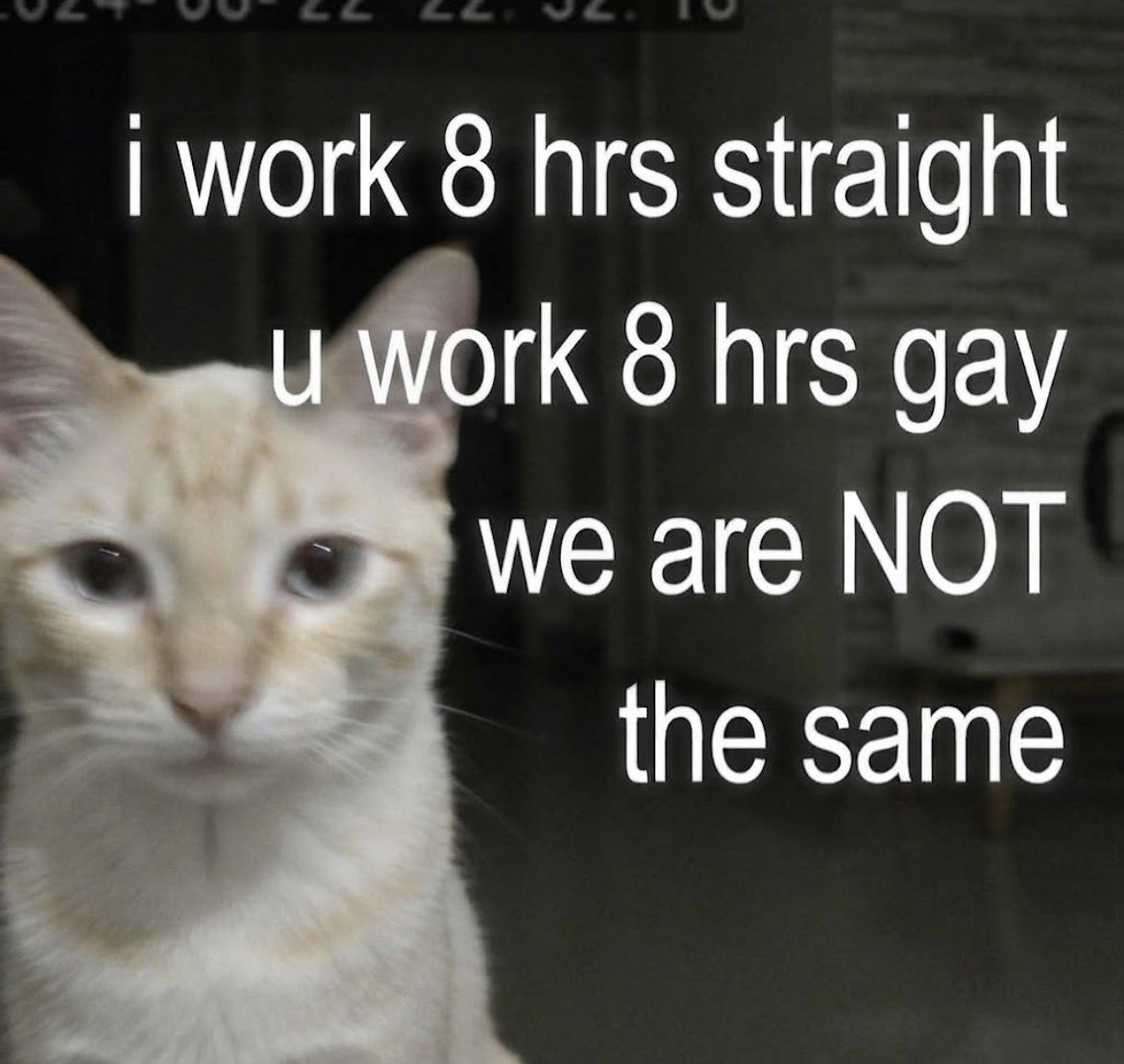 sillymeow4u's tweet photo. https://t.co/InBpa6ijqz