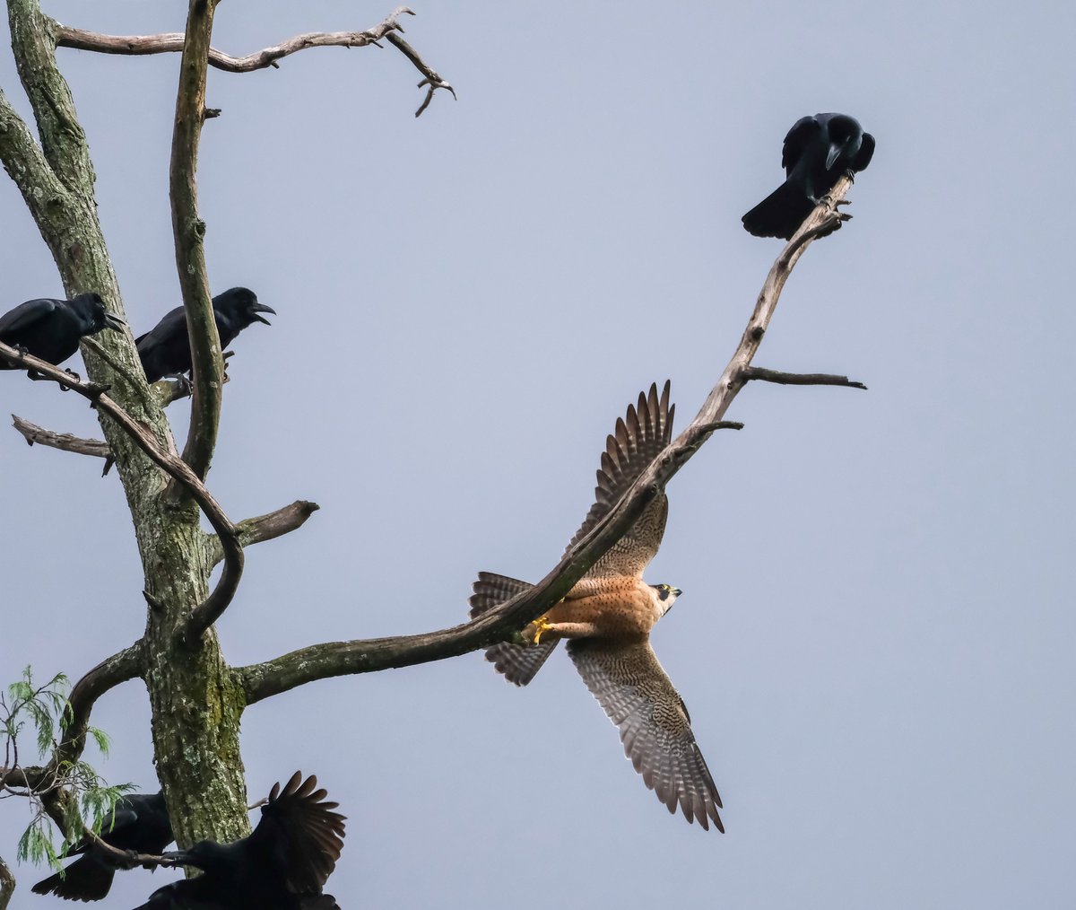 navsri6619's tweet photo. Birds of Indian Embassy (@indiainnepal): Peregrine Falcon (शाही बाज) is one of the three raptor birds who sometime reside in Indian Embassy. They are seen often perched on pine tree tops. And here they get mobbed often by Black crows (कालो काग) as in these photos.
@pbs_savethebird @MOFENepal @KBS_Nepal @Team_eBird @IndiaInNepal