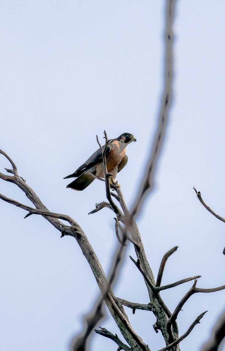 navsri6619's tweet photo. Birds of Indian Embassy (@indiainnepal): Peregrine Falcon (शाही बाज) is one of the three raptor birds who sometime reside in Indian Embassy. They are seen often perched on pine tree tops. And here they get mobbed often by Black crows (कालो काग) as in these photos.
@pbs_savethebird @MOFENepal @KBS_Nepal @Team_eBird @IndiaInNepal