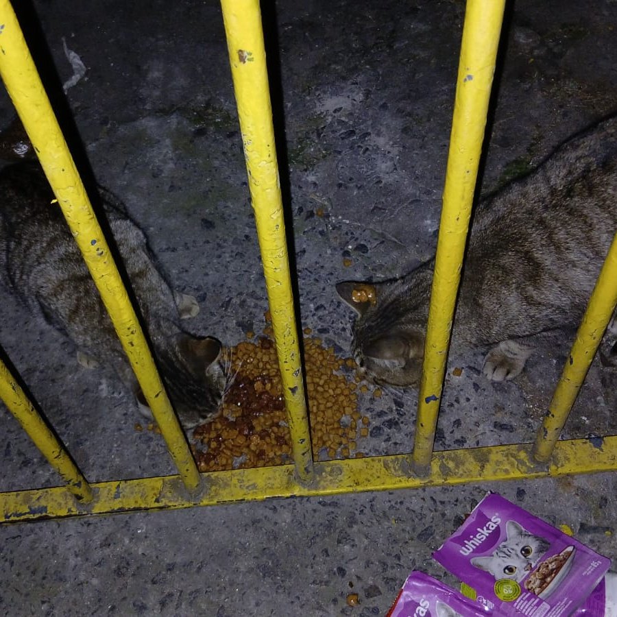 carpenteeilish's tweet photo. oi gente, quem tiver condição, peço AJUDA pra comprar a RAÇÃO dos Gatos e Cachorros q minha mãe Alimenta na Rua há 20 anos

no momento tô desempregada e só com o salário do meu pai fica difícil, Obrigada desde já!!

PIX: (11)95790-1484
PIX: francisco.dgivaldo@hotmail.com https://t.co/xHQ7b53iuP
