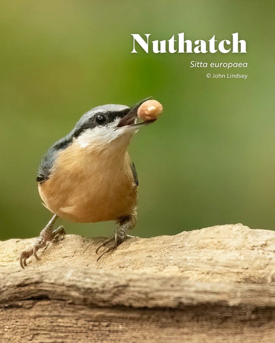 jordydejong2's tweet photo. Interesting fact: In the UK, only Nuthatches can descend trees, utilizing their specially adapted toes to hold onto bark while they move down headfirst.

And now you know more about Nuthatches 👏

📸 by https://t.co/MdfdI3O9Jr