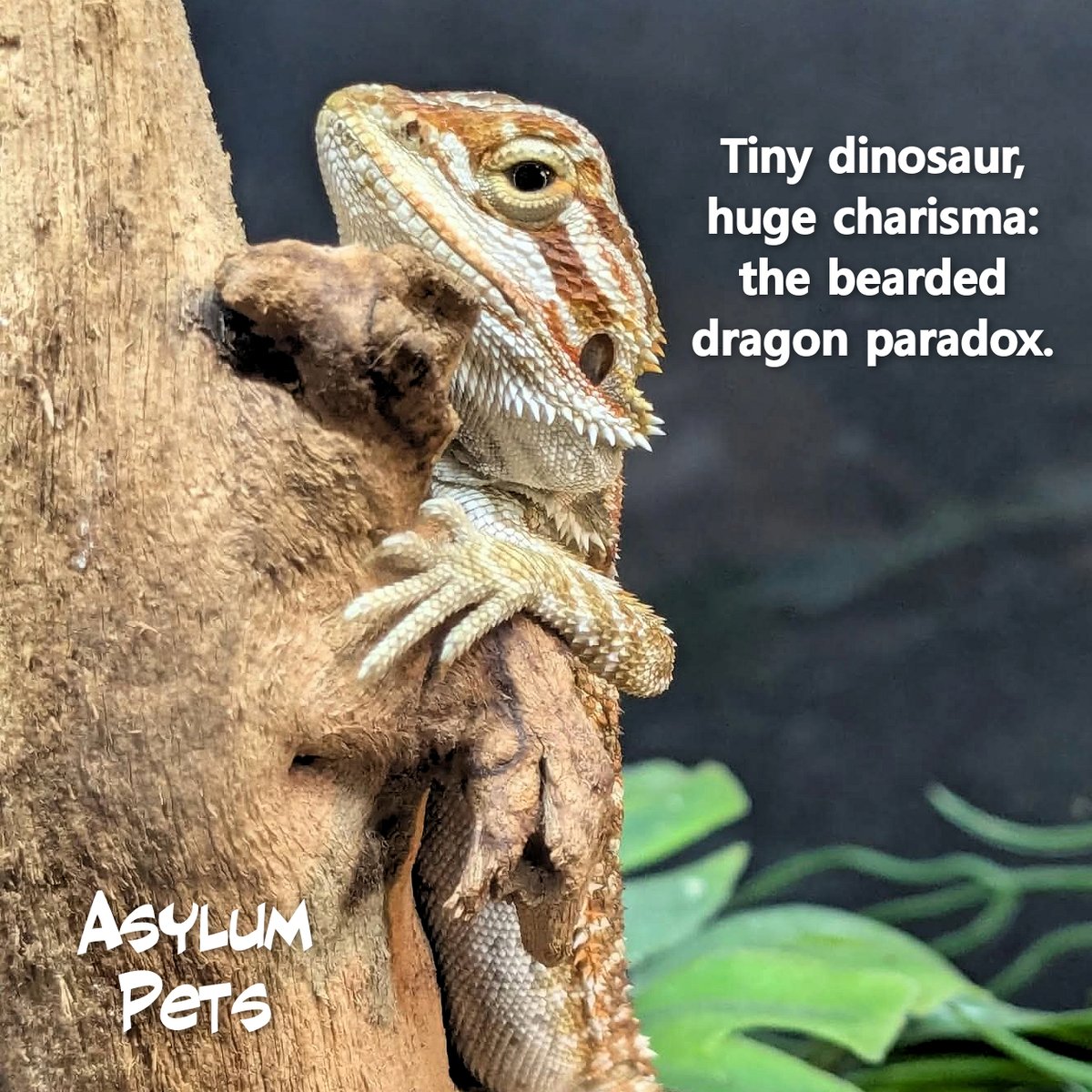 AsylumPets49509's tweet photo. There be DRAGONS! Stop by the Asylum to meet our adorable bearded dragons and stock up on their favorite insects, climbing decor, and basking essentials. Whether you need expert advice or a new companion, we have everything you need to keep your dragon thriving. Our "inmates" can’t wait to see you this weekend!
#asylumpets #beardeddragon #beardeddragonlife
