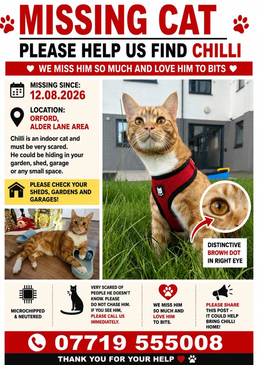 MissingPetsGB's tweet photo. DESPERATELY NEED HELP THIS #Caturday💔

Please look out for CHILLI, a much loved indoor #cat missing 12 August 2026 from Alder Lane #Orford #WA2

He may be very scared &amp; hiding. Please check gardens, sheds, garages, outhouses &amp; small spaces- he could be closer than you think🙏 https://t.co/gJ3EodKqd5