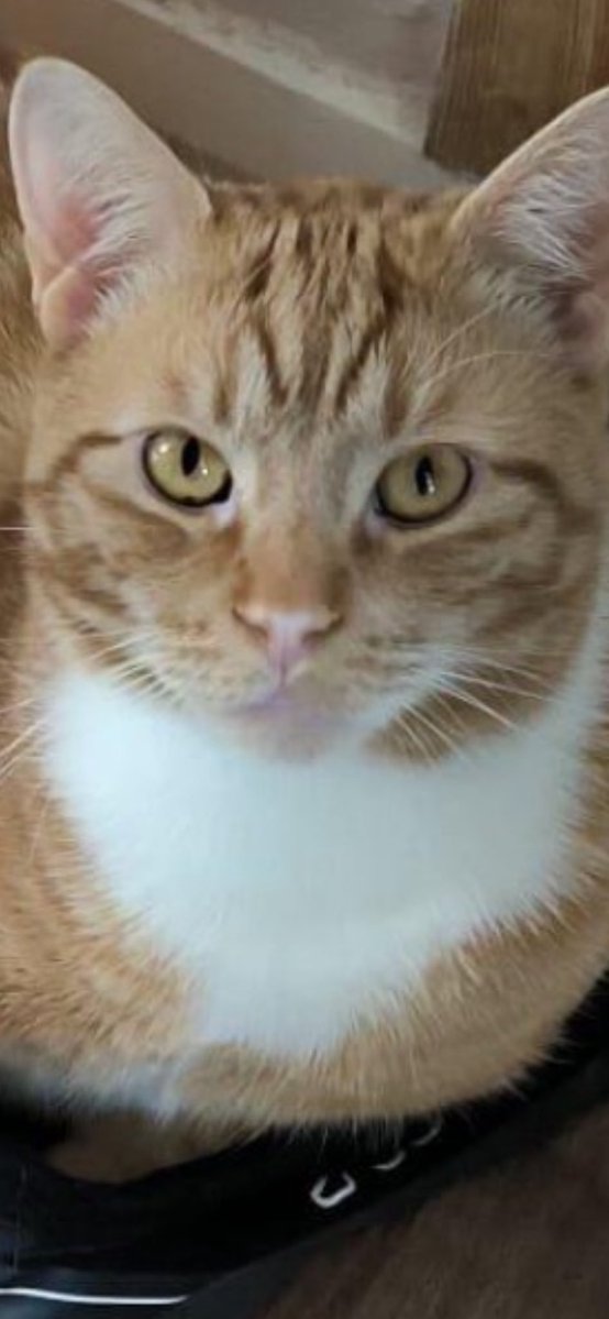 MissingPetsGB's tweet photo. DESPERATELY NEED HELP THIS #Caturday💔

Please look out for CHILLI, a much loved indoor #cat missing 12 August 2026 from Alder Lane #Orford #WA2

He may be very scared &amp; hiding. Please check gardens, sheds, garages, outhouses &amp; small spaces- he could be closer than you think🙏 https://t.co/gJ3EodKqd5