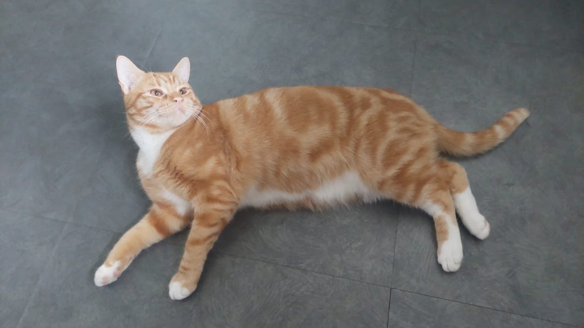 MissingPetsGB's tweet photo. DESPERATELY NEED HELP THIS #Caturday💔

Please look out for CHILLI, a much loved indoor #cat missing 12 August 2026 from Alder Lane #Orford #WA2

He may be very scared &amp; hiding. Please check gardens, sheds, garages, outhouses &amp; small spaces- he could be closer than you think🙏 https://t.co/gJ3EodKqd5