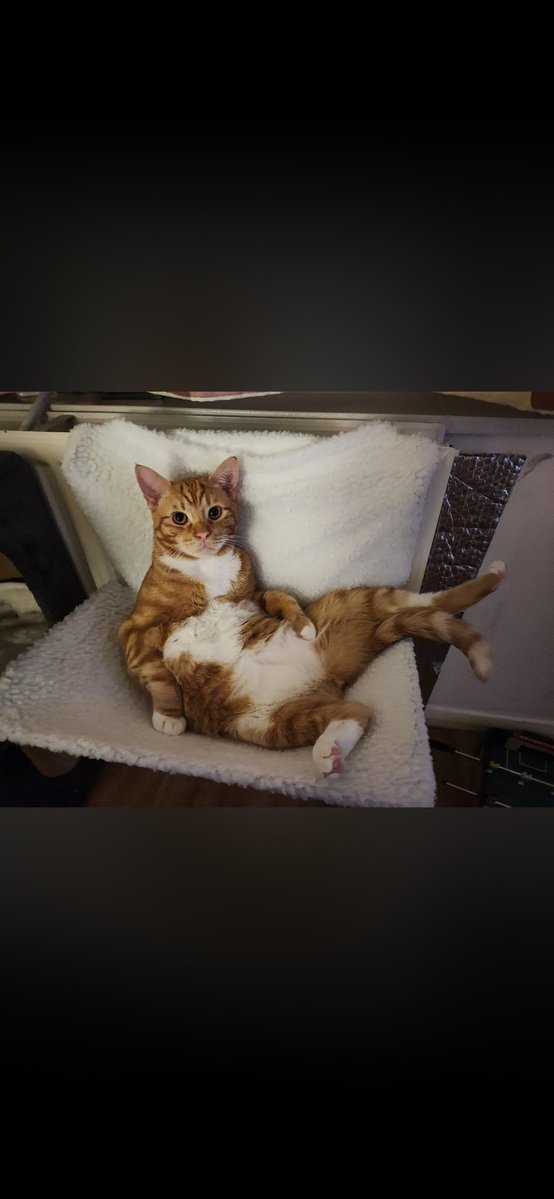 MissingPetsGB's tweet photo. DESPERATELY NEED HELP THIS #Caturday💔

Please look out for CHILLI, a much loved indoor #cat missing 12 August 2026 from Alder Lane #Orford #WA2

He may be very scared &amp; hiding. Please check gardens, sheds, garages, outhouses &amp; small spaces- he could be closer than you think🙏 https://t.co/gJ3EodKqd5