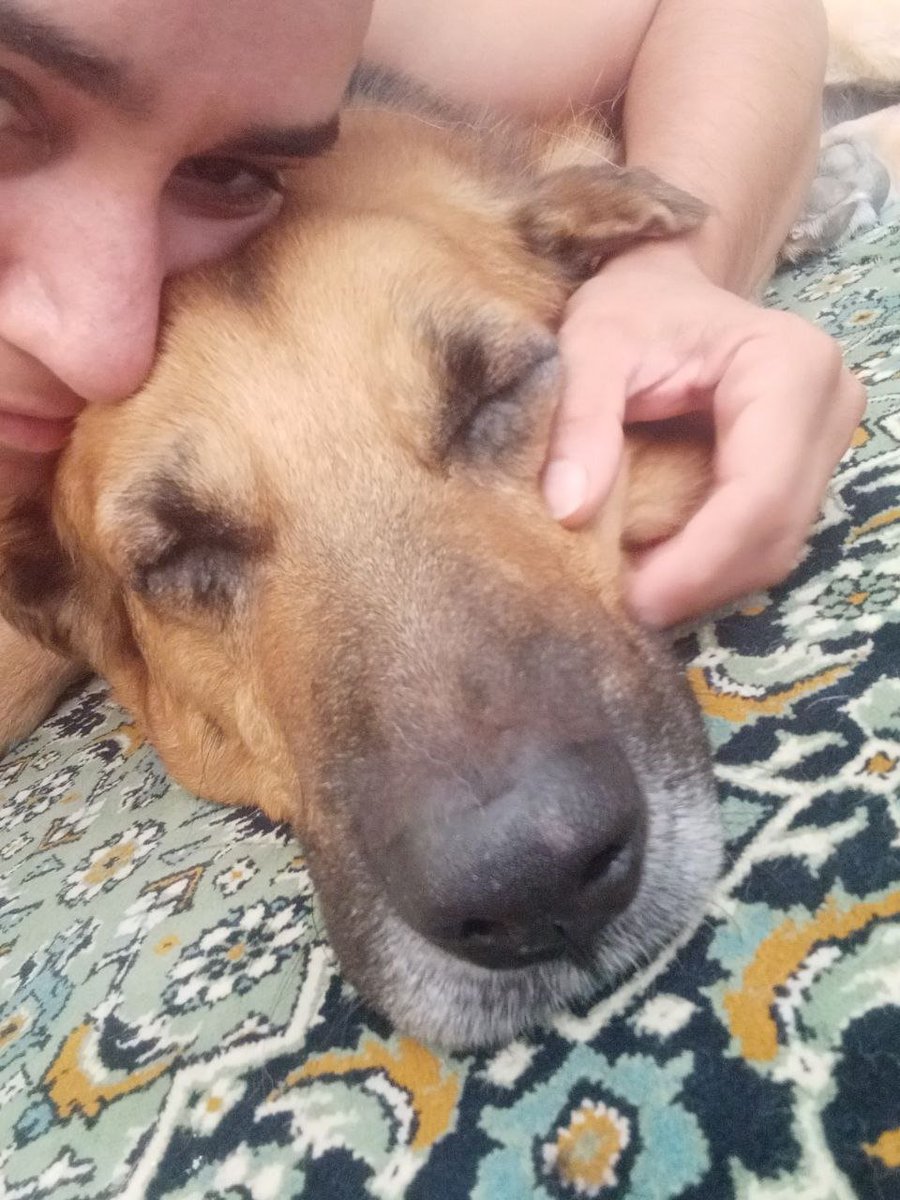 SepideRahimizee's tweet photo. My dear boy 🐶😍

#gsd #gsdlife #dog #DogCountry #germanshepherd https://t.co/EkyGmxv8hO