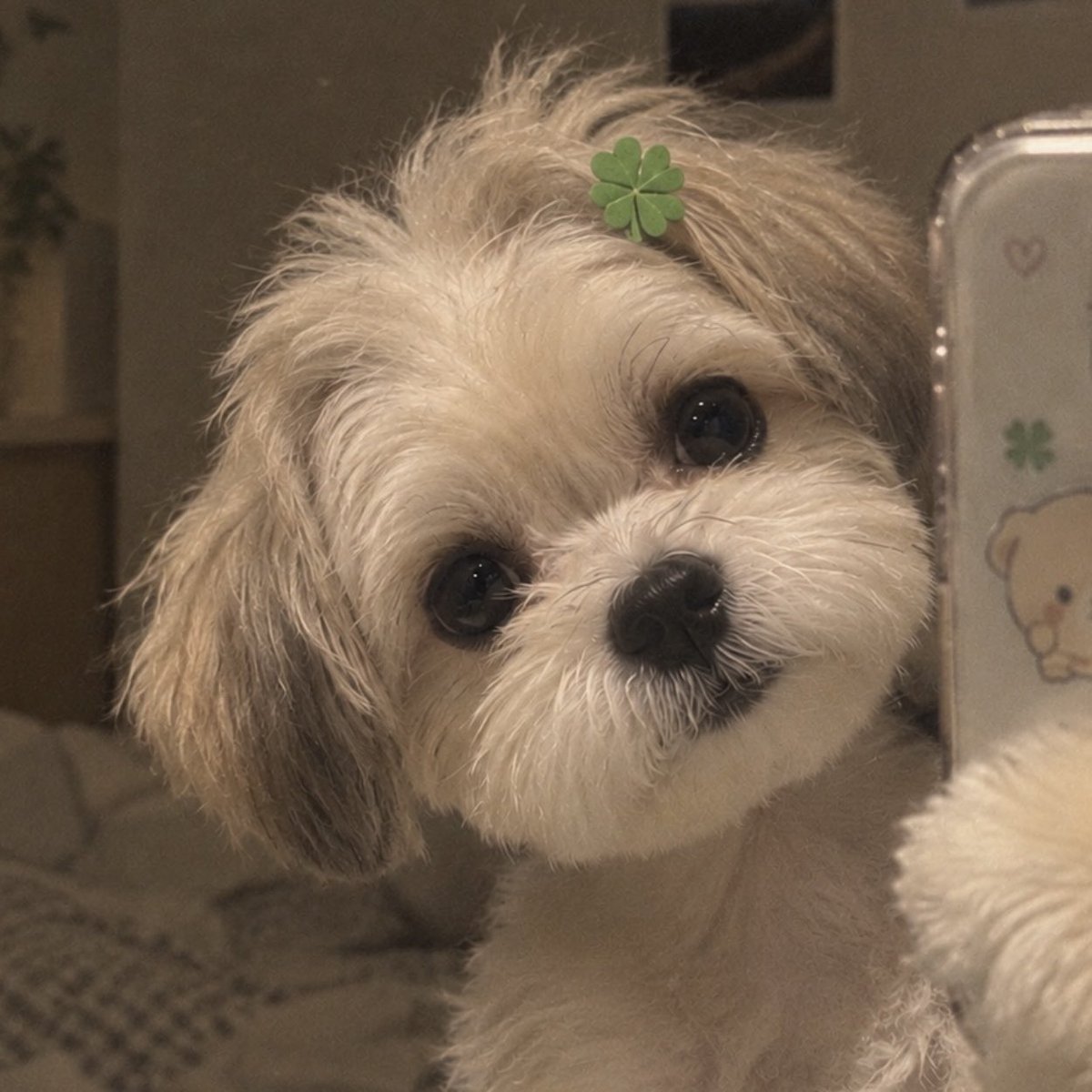 BBHKing_506's tweet photo. 백현이 강아지설 완전 인정🐶🍀
#백현버블 #큥이버블 #백현 https://t.co/iVw5Q1XUDy