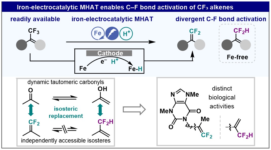 bxzhang9's tweet photo. From dynamic tautomers to stable isosteres. Our electrochemical method converts readily available CF₃ alkenes into independently accessible fluorinated isosteres corresponding to keto and enol forms. Now out in JACS! https://t.co/bq7wcRoLnw https://t.co/HHl0ONWc9q