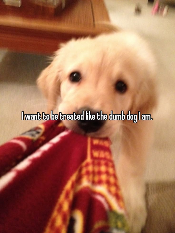 needypupim's tweet photo. woof woof https://t.co/8lOrYvc2lt