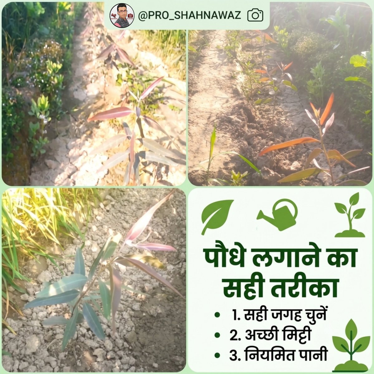 proshahnawaz's tweet photo. Doston new video link 👇
https://t.co/Jtaq4TCu2v

यूकेलिप्टस 35 दिन का परिणाम जबरदस्त ग्रोथ | eucalyptus farming | plantation

#ProShahnawaz #EucalyptusFarming #EucalyptusCare #SafedaKiKheti  #FarmingTips #PlantCare #GardeningHindi #FastGrowthTips #EucalyptusFarming https://t.co/qp9U5eE7C8