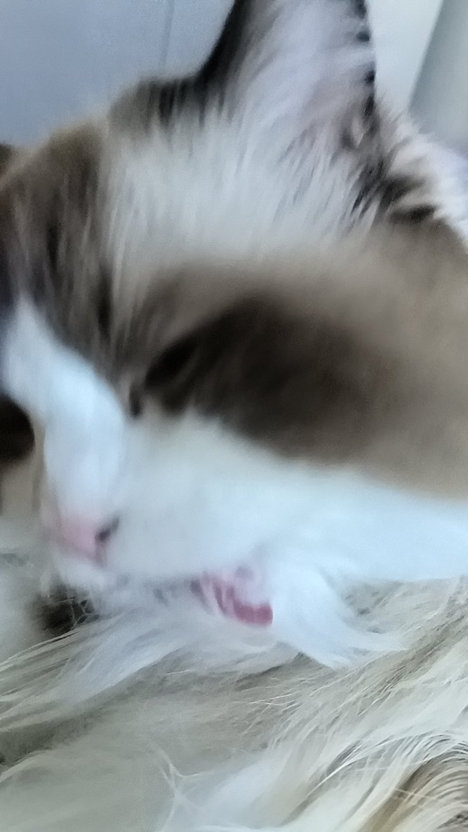 zd98w's tweet photo. 好喜欢小猫 https://t.co/d0DOJnvRpk