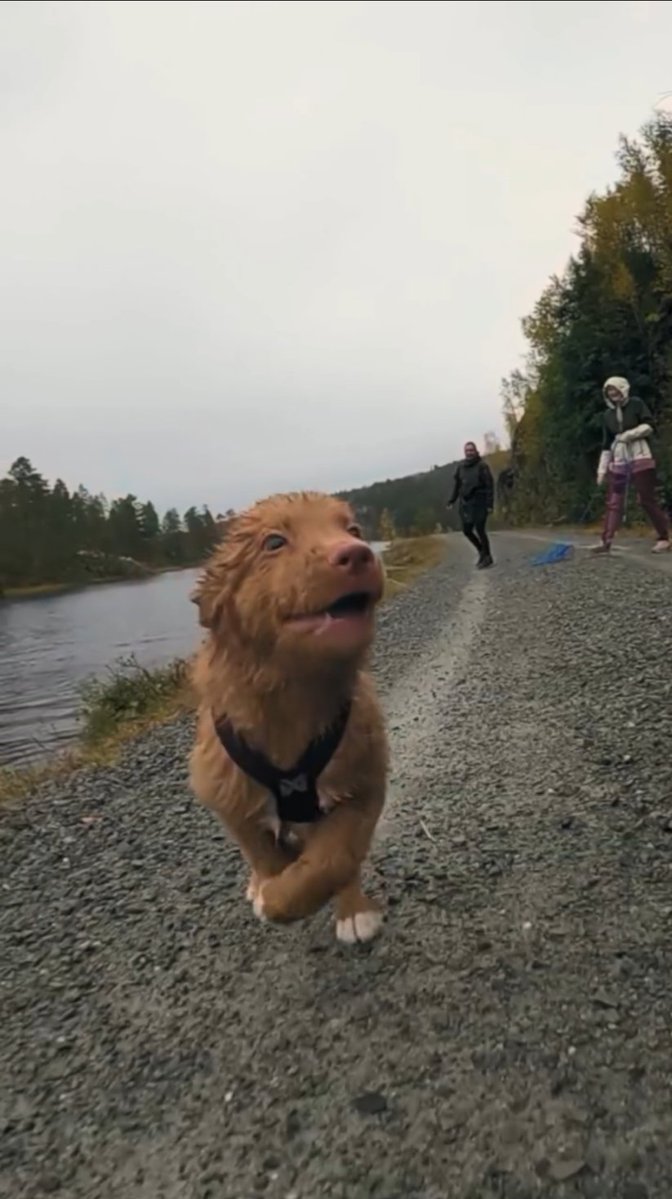 Yoda4ever's tweet photo. Pure joy..🐕🐾😊 https://t.co/n8wSsUqyTF
