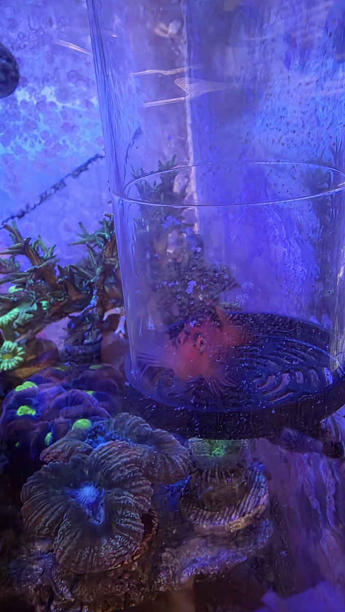 k_nIshI_24's tweet photo. 数日前になりますが…
魚水槽にお魚入海しました~‼️
寂しかった(と言うか、ベニゴンベしか居なかった💦)のが、一気に賑やかになりました~♪
いつもの #FISHUP さんで、店長にあれこれお勧めいただきました😄
しっかり長期飼育したい‼️
あれ、ベニゴンベは…? https://t.co/MA67npJWck