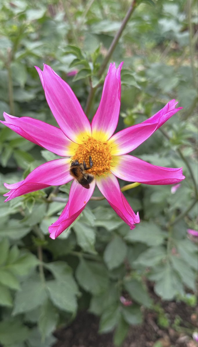 soozworld's tweet photo. @DailyPicTheme2 #UpliftingColours #dailypicturetheme 
🩷💛💚🧡🤎 https://t.co/FrU7iv3uts