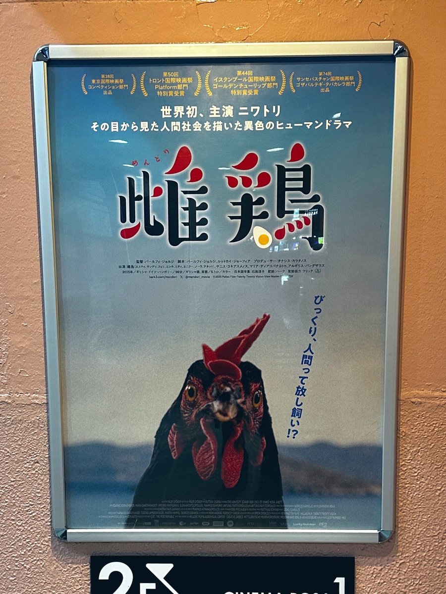 reelnooto's tweet photo. 池袋のシネマ ・ロサ で #雌鶏  🐓を観てきた! 擬人化されていない、何も喋らない鶏がずっとコケコケ言ってる、元チャボ飼いには最高の映画だった (なんか背景で人が死んだりしてたけど)。雄鶏と出会うシーンだけやたら情熱的な音楽になるのは笑えた。最後のは確かにイケメン😂 https://t.co/IhGi3KSDBi