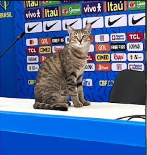 Feli29465203's tweet photo. @Juanito77ok Permiso,dejo ésto por acá 💅🏻 https://t.co/aJ9ZJyrLA6