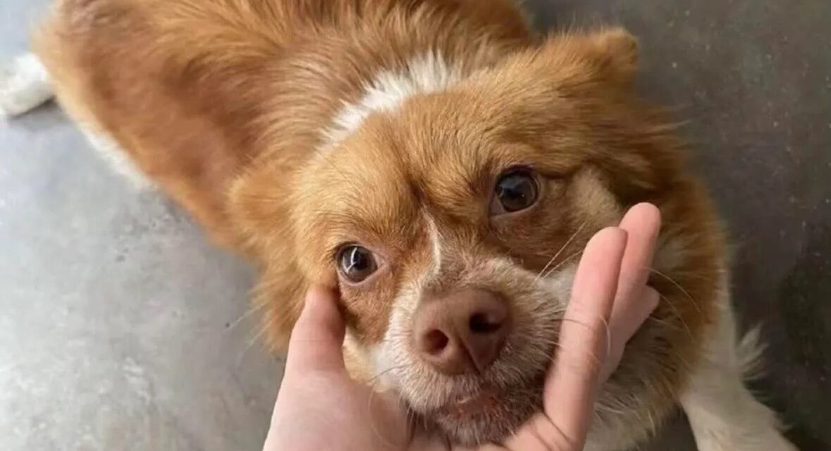 ubercnt's tweet photo. @RobertJSalvador @GovRonDeSantis @RonDeSantis @JamesUthmeierFL could you post about wangwang and her puppies? they were tortured in jieyang district. https://t.co/W7wuIKmrbW