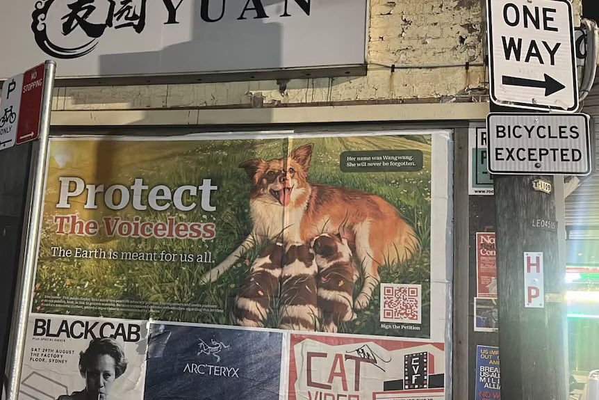 ubercnt's tweet photo. @RobertJSalvador @GovRonDeSantis @RonDeSantis @JamesUthmeierFL could you post about wangwang and her puppies? they were tortured in jieyang district. https://t.co/W7wuIKmrbW