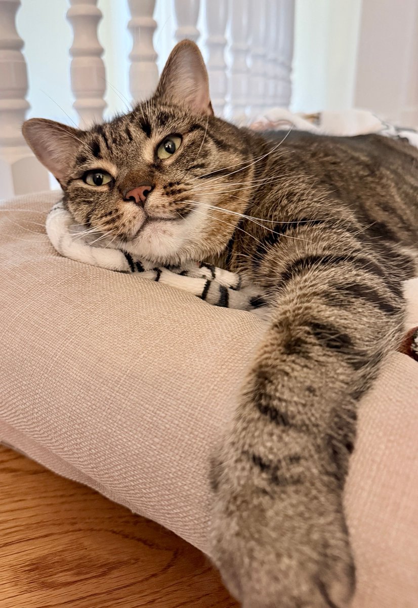 MissyBBBobtail's tweet photo. Friendly reminder: your cat has never looked at you and thought you should be prettier, thinner, richer, more successful, or more productive. They just love you exactly as you are. https://t.co/yBrIaMbEQ2