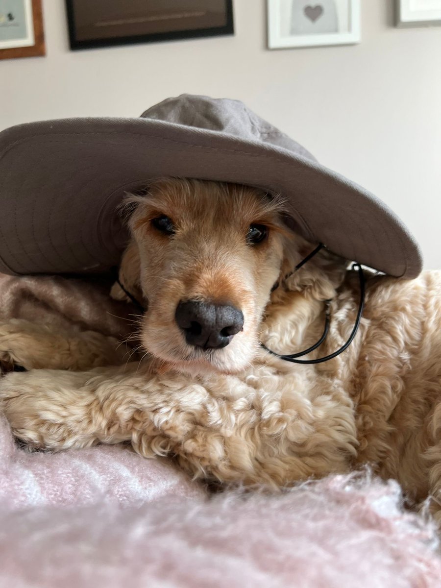 ByrneCocker's tweet photo. Pals, today my big brother Alfie 🌈 should  be celebrating his 10th birthday 😢

Still missing you pal, and your grumbling 🤭 and your amazing lashes &amp; brows and everything about you 🧡

#bestpal https://t.co/Zvxkvne0Ve